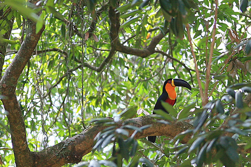 http://ecolocalizer.com/wp-content/uploads/2008/08/channel-billed-toucan-in-rainforest.jpg